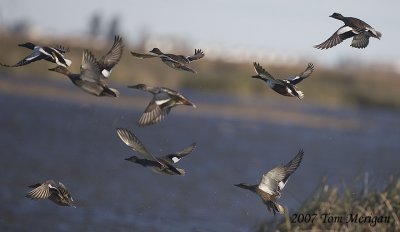 gadwall and widgeon in flight