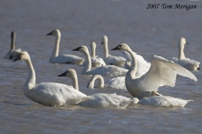 Tundra Swans