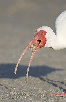 White Ibis swallows a crab