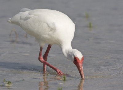 White Ibis looks for a crab