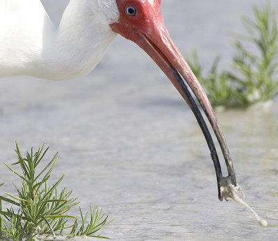 White Ibis looks at his food