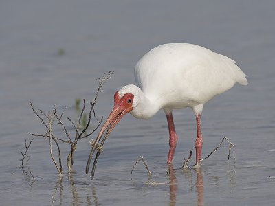 White Ibis with a crab