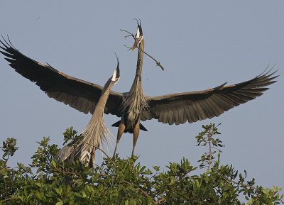 Great Blue Herons with nesting behaviour