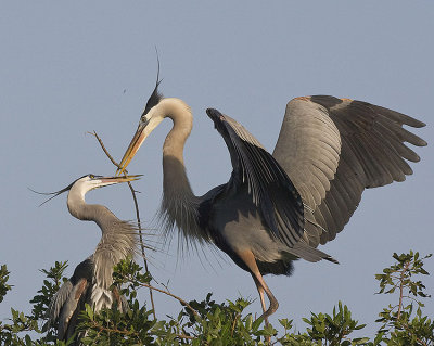 Great Blue Herons with nesting behaviour