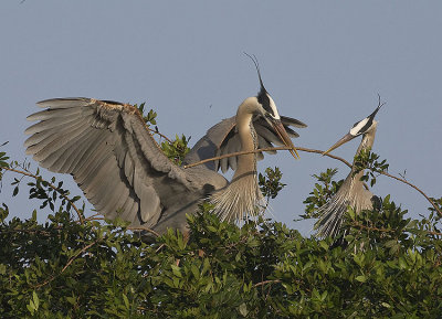 Great Blue Herons with Nesting behaviour