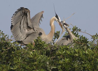 Great Blue Herons with nesting behaviour
