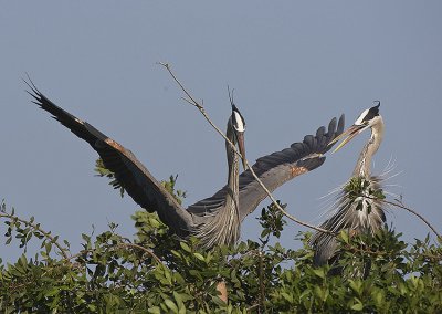 Great Blue Herins with nesting behaviour
