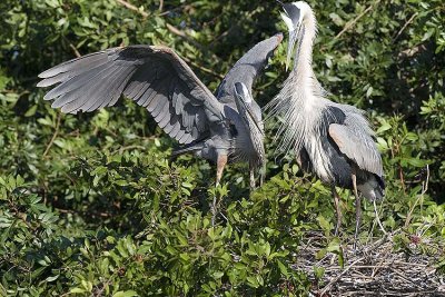 Great Blue Herons with nesting behaviour