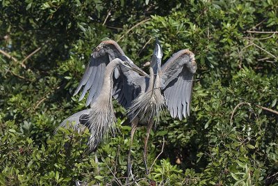 Great Blue Herons with Nesting Behaviour