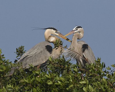 Great Blue Herons with nesting behaviour