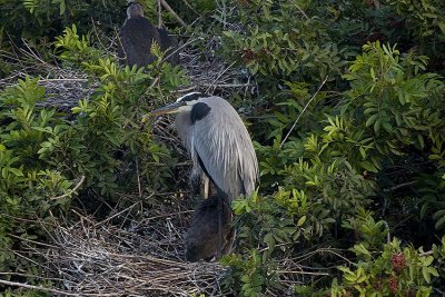 Great Blue Heron on nest