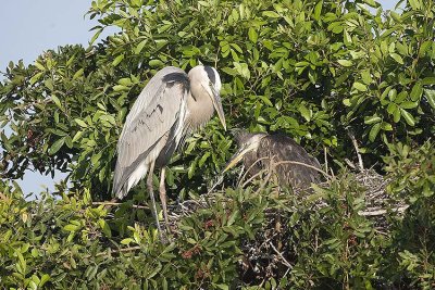 Great Blue heron with juvenile in nest