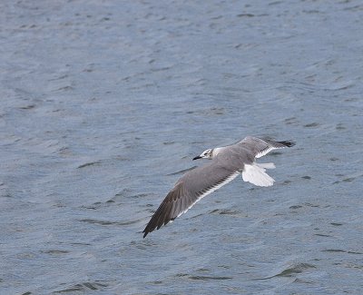 Laughing Gull in flight,first winter