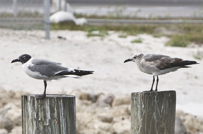 Laughing Gulls,one mature and the other first winter