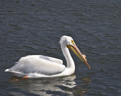 White Pelicans