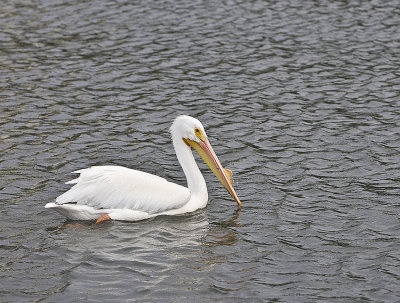 American White Pelican in full breeding plumage