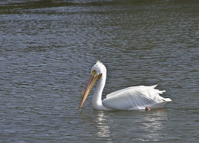 American White pelican in full breeding plumage
