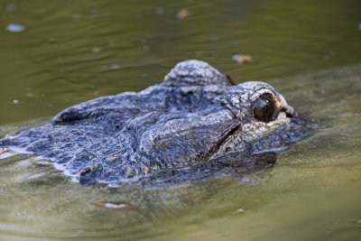 Alligator