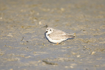 Snowy Plover