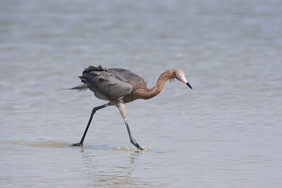 Reddish Egret