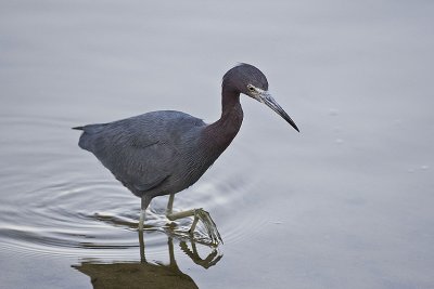 Little Blue Heron