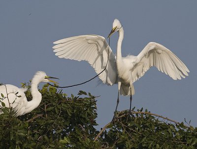 Great Egrets displaying nesting behaviour