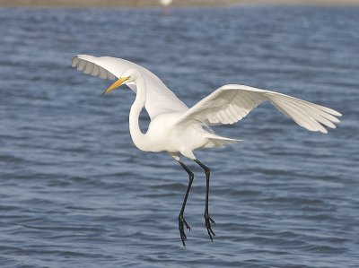 Great Egret hovers in flight
