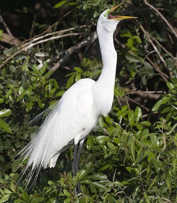 Great Egret complains