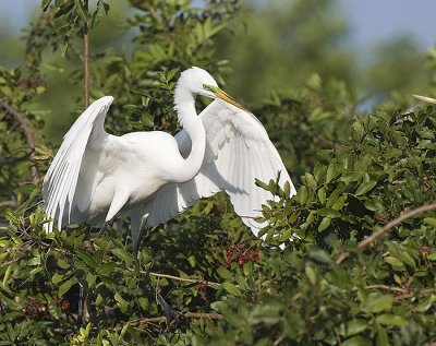 Great Egret prepares to fly