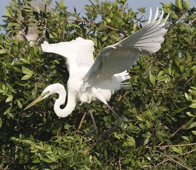 Great Egret in flight