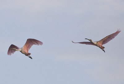 Roseate Spoonbills in flight