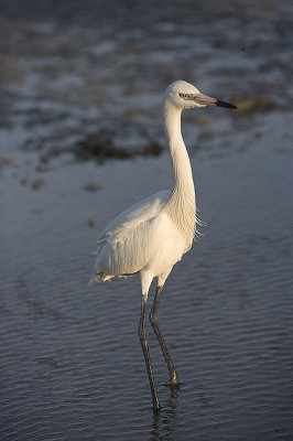 Reddish Egret,white Morph