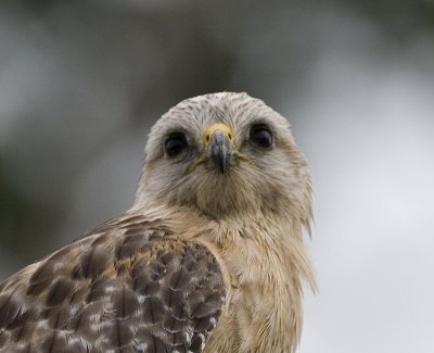 Red-shouldered Hawk