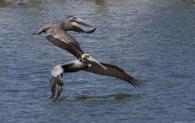 Brown Pelicans