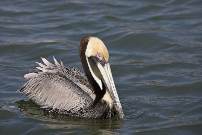 Brown Pelican