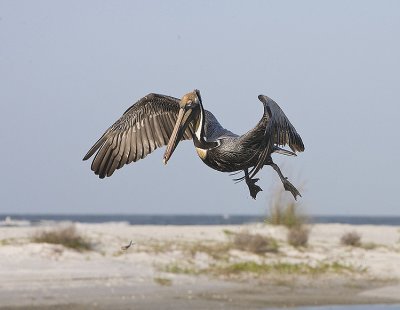 Brown Pelican in the air