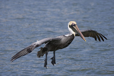 Brown Pelican takes to the air