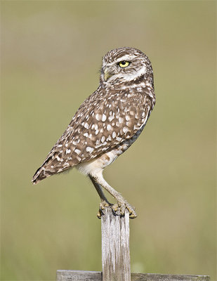 Burrowing Owl