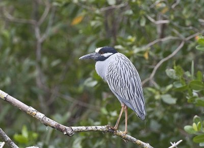 Yellow-crowned Night Heron