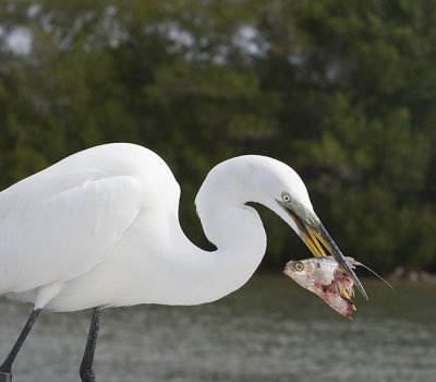 Great Egret eats his fish head