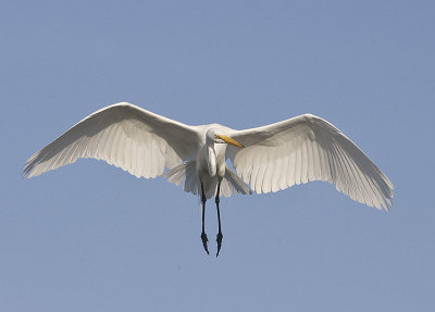 Great Egret hovers for food