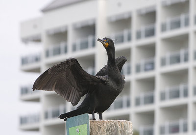 Double-crested Cormorant in full breeding plumage against the condos