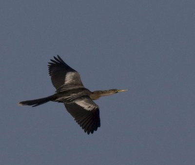 Anhinga in flight