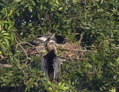 Anhingas and nest