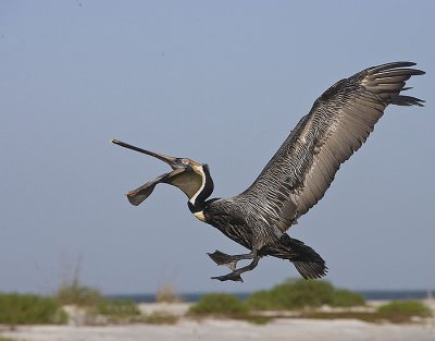 Brown Pelican prepares to catch a fish