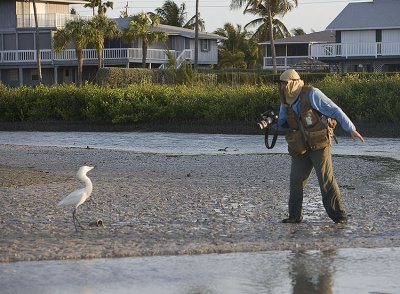 Arthur Morris playing with a white morph Reddish Egret