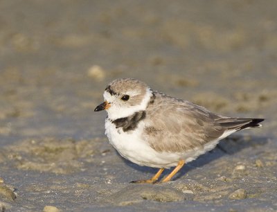 Piping Plover