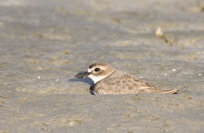 Snowy Plover