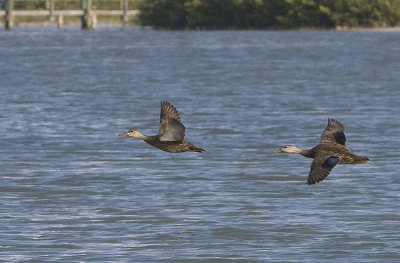 Mallards in flight ?Mexican strain because of narrow white band