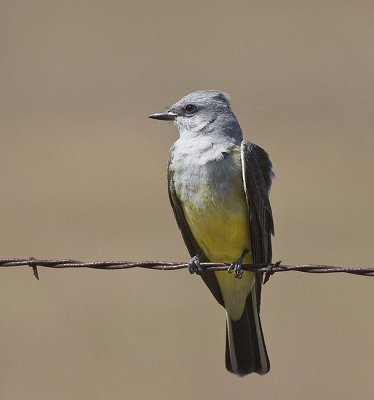 Western Kingbird